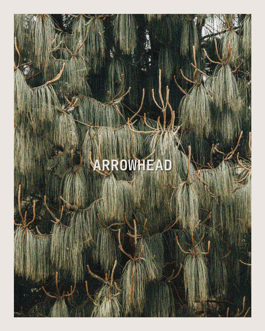 ARROWHEAD