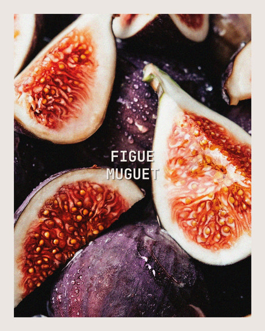 FIGUE MUGUET