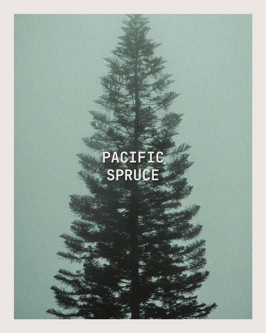 PACIFIC SPRUCE